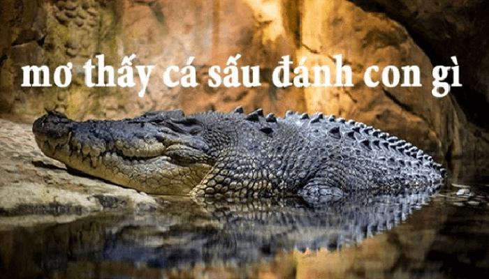 Mơ thấy cá sấu đánh con gì chính xác giúp bạn có cơ hội trúng lớn 